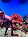 Doflein`s giant octopus. tentacles. sea Ã¢â¬â¹Ã¢â¬â¹life